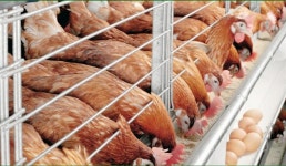 병아리 500마리로 출발해 창립 53주년... 국내최초 달걀에 로고 새기기도