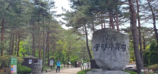 매년 봄이면 몸살을 앓는 강원도 소나무