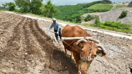 20년을 함께 한 소... 이곳에선 소와 사람이 한몸이 된다