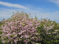 [사진] 천상의 화원 노고단에 핀 꽃들