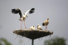 [사진] 둥지 떠날 채비 마친 황새 가족