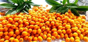 비파나무가 자라는 집에는 아픈 사람이 없다