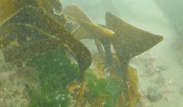 해양식물 보듬어주며 집 되는 해조류, 다시마입니다