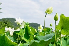 [거제 여행] 반야원 연꽃과 지세포 라벤더공원의 수국
