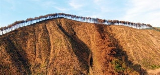 전국 어린 소나무들의 떼죽음, 산림청 왜 이러나  [최병성 리포트]