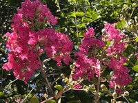 배롱나무 꽃길, 추억의 신작로를 따라 걸었다