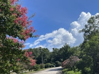 배롱나무 꽃길, 추억의 신작로를 따라 걸었다