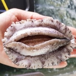 참전복 먹으로 완도 갈래?