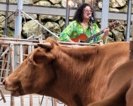 인간이 위로 받은 가축들을 위한 축사 콘서트