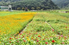 코스모스 메밀 축제 앞두고 미리 다녀온 하동 북천