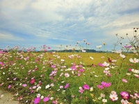 코스모스 꽃길 따라 3km, 가을 만끽하게 한 걷기행사