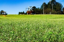 들판에 한가득... 수수한 매력 자랑하는 고창 가을꽃밭
