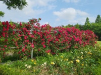 건강백년길을 걸었더니, 100살까지 건강하게 살 것 같네