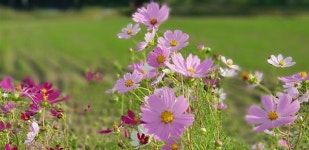 이천 주민이 이천쌀 고르는 꿀팁 알려드립니다