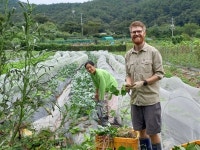 여름내 농사 짓고 김장까지 하고 떠나는 캐나다 청년