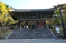 단풍 붉게 물든 불국사, 핑크뮬리 가득한 첨성대