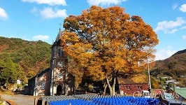 [사진] 절정에 다다른, 풍수원성당 느티나무 단풍