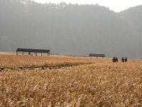 사르락 소리, 누룽지 냄새... 황홀했던 황금 갈대숲