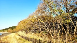 황금비 내리는 땅 대문리엔 108염주 만드는 특별한 나무가 있다