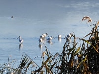 여수 현천습지에 큰고니와 저어새 떼 돌아왔다