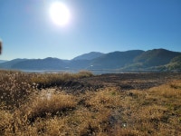 여수 현천습지에 큰고니와 저어새 떼 돌아왔다