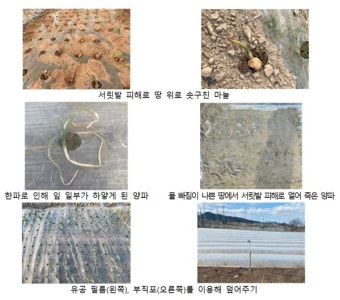 농진청 