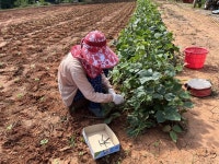 가짜 농사 이야기 읽어주셨던 독자님들, 감사합니다
