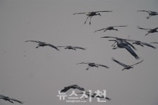 사천 광포만 찾는 재두루미 늘었다... 큰고니도 발견