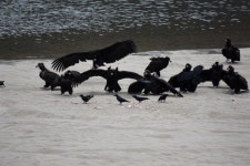 고령 회천의 특별한 독수리식당, 문 열자마자 동 났네요