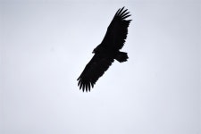 고령 회천의 특별한 독수리식당, 문 열자마자 동 났네요