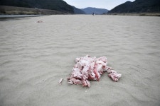 고령 회천의 특별한 독수리식당, 문 열자마자 동 났네요