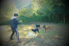 반려견은 무조건 밖에 나가면 사회화? 그거 아닙니다