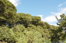 이쁘죠? 이뻐서 이름도 미라리예요