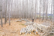 경주 도리마을 은행나무 벌목 멈췄다