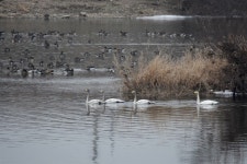 겨울 철새들의 왕국 금호강... 개발 바람이 속상합니다
