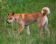 서울시, 관악산·북한산 유기견 들개 200여 마리 집중포획하기로