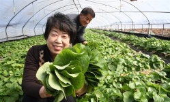 [거창] 봄내음 담은 곰취 수확