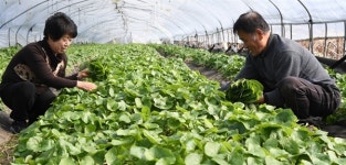 [거창] 봄내음 담은 곰취 수확