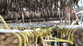 추워야 제맛, 황태가 익어가는 마을