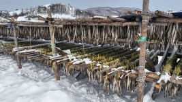 추워야 제맛, 황태가 익어가는 마을