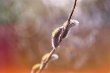 [사진] 버들강아지 꽃이 이렇게 아름다웠나