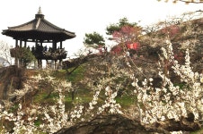 눈이 내렸나 했더니 마을 전체가 꽃이네