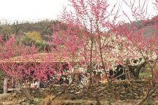 눈이 내렸나 했더니 마을 전체가 꽃이네