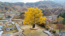 800년된 은행나무가 지키는 함양 작은 마을, 웃음소리가 나는 이유는...