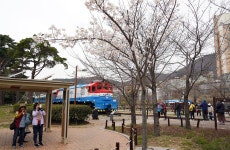 [사진] 벚꽃 손님맞이 시작한 진해 경화역
