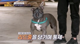 강형욱도 숙이고 들어간 시한폭탄 아메리칸 불리