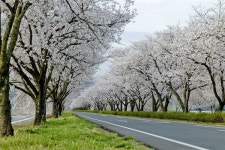 [합천] 황강 따라 늘어선 백리벚꽃길 환상적이네요