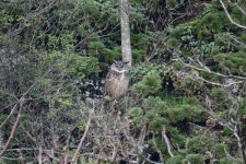 [사진] 팔현습지의 눈부신 아름다움 ... 이런 곳에 삽질이라니요?