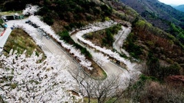 [의령] 자굴산 색소폰도로 벚꽃 절정