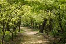 [사진] 정신과 육체를 즐겁게 해주는 봄 산책길